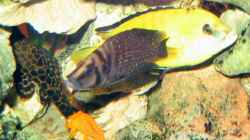 Besatz im Aquarium Becken 332