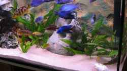 Aquarium Becken 332