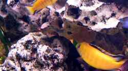 Besatz im Aquarium Becken 332