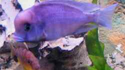 Besatz im Aquarium Becken 332