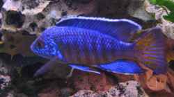 Besatz im Aquarium Becken 332
