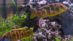 Besatz im Aquarium Becken 332