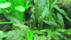 Cryptocoryne wendtii ´Tropica´