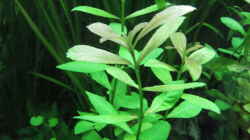 Hygrophila polysperma