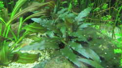 Cryptocoryne wendtii ´Braun