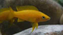 Neolamprologus leleupi