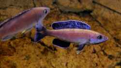 Cyprichromis leptosoma Kitumba