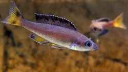 Cyprichromis leptosoma Kitumba