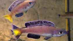 Cyprichromis leptosoma Kitumba