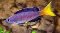 Cyprichromis leptosoma Kitumba