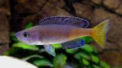 Cyprichromis leptosoma Kitumba