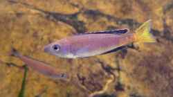 Cyprichromis leptosoma Kitumba