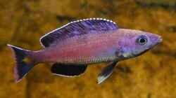 Cyprichromis leptosoma Kitumba