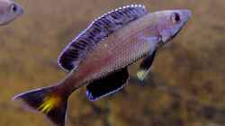 Cyprichromis leptosoma Kitumba