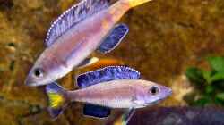 Cyprichromis leptosoma Kitumba