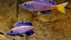 Cyprichromis leptosoma Kitumba