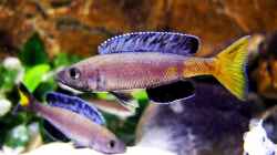 Cyprichromis leptosoma Kitumba