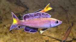 Cyprichromis leptosoma Kitumba