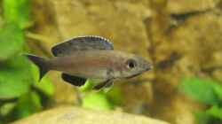 Cyprichromis leptosoma Kitumba