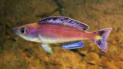 Cyprichromis leptosoma Kitumba