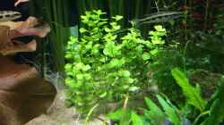 Pflanzen im Aquarium Becken 33318