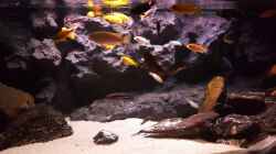 Aquarium Malawi