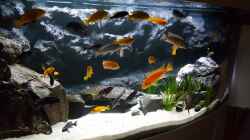 Aquarium Malawi