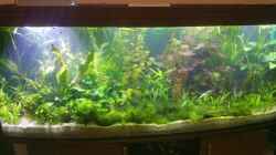 Aquarium Becken 33384