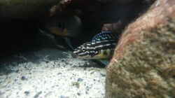 Julidochromis marlieri Magara