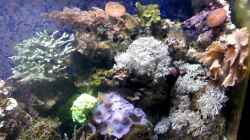 Besatz im Aquarium Mein kleines Riff