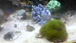 Besatz im Aquarium Mein kleines Riff