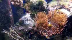 Besatz im Aquarium Mein kleines Riff