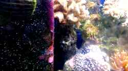 Besatz im Aquarium Mein kleines Riff