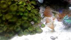 Besatz im Aquarium Mein kleines Riff
