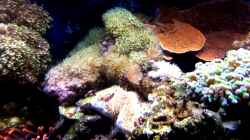 Besatz im Aquarium Mein kleines Riff