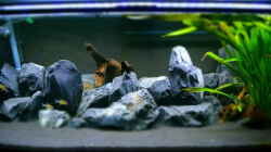 Aquarium Malawibottich