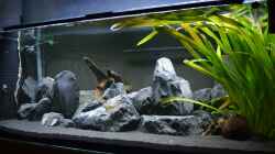 Aquarium Malawibottich