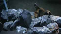 Dekoration im Aquarium Malawibottich