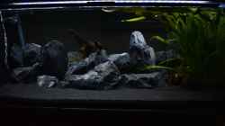 Aquarium Malawibottich