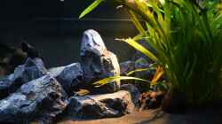 Pflanzen im Aquarium Malawibottich