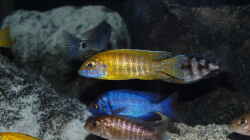 Besatz im Aquarium Becken 33432