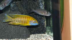 Besatz im Aquarium Becken 33432