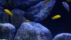 Aquarium Becken 33432