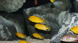 Besatz im Aquarium Becken 33432