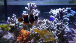 Besatz im Aquarium Becken 33442