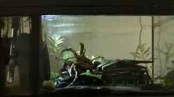 Aquarium Becken 33524 - Klein aber fein