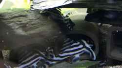 Besatz im Aquarium Becken 33524 - Klein aber fein