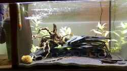 Aquarium Becken 33524 - Klein aber fein