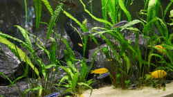 Aquarium Mbuna Garten