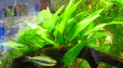 Dekoration im Aquarium Greenscaping first one